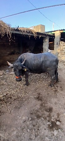 थंबनेल 3