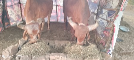 थंबनेल 3