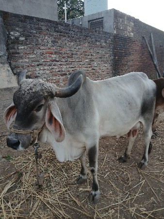 थंबनेल 2