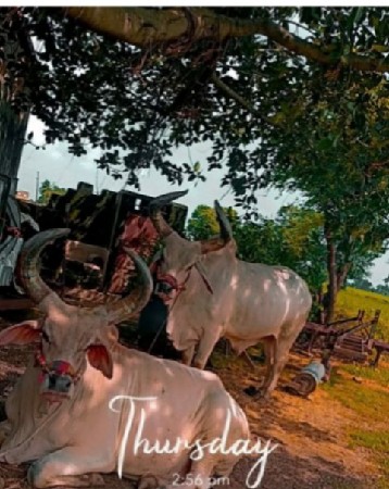 ૯૮૨૫૫૪૮૯૪૧