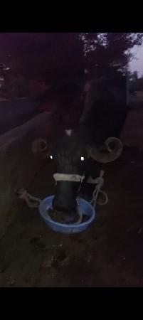 બીજું વેતર,,,3.5/4