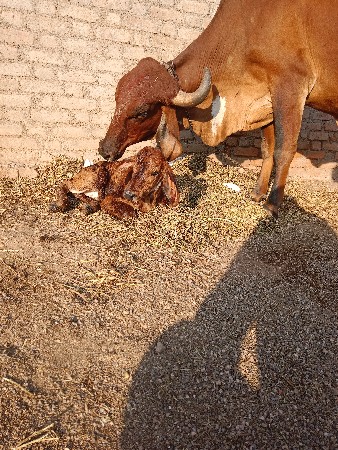 આ ગાય વેચવાની છે