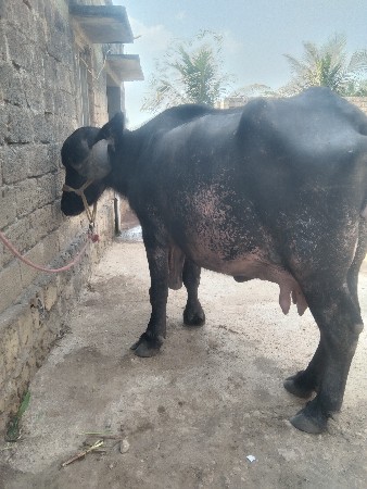 જાફરાબાદી ખડેલી વેચવાની છે