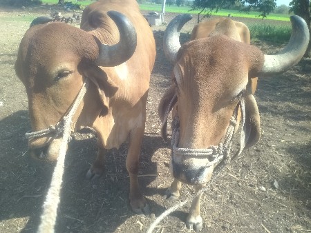 બળદ વેચવાના છે