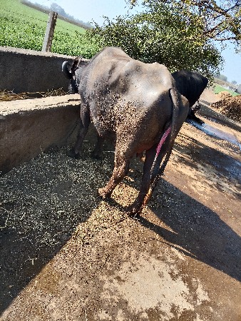 નીલૅસ ભાય