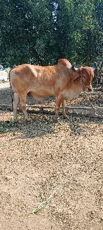 બળદ વેચવાના છે.