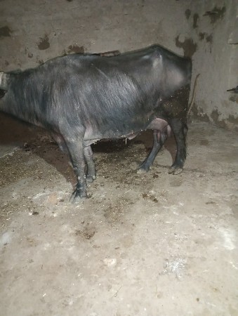 थंबनेल 3