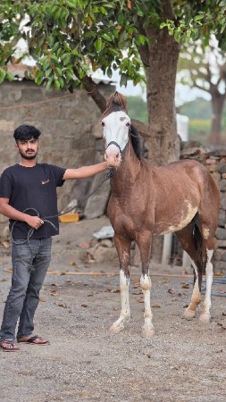 ઘોડી વેચવાની છે
