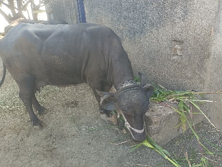 थंबनेल 2