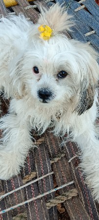 Sidhu Putri bechpani se