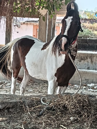 આ બે ધોડીયૂ વેસવાની સે સાટા કરવાના