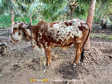 ગીર ગાય વેચવાની છે