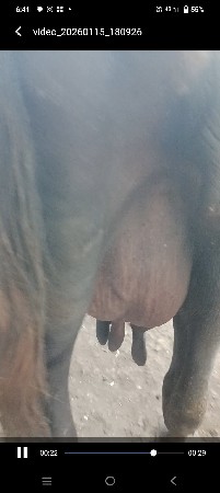 ત્રીજું વેતર