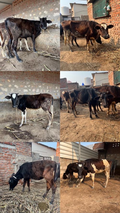 10 hp ક્રોસ ઢોર વેચવાંના છે