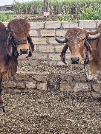 थंबनेल 2