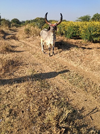 બલદ વેચવાનો છે