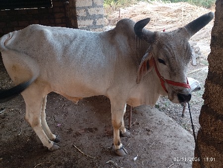 બળદ વેચવાનો છે  ત્રીજી ધર