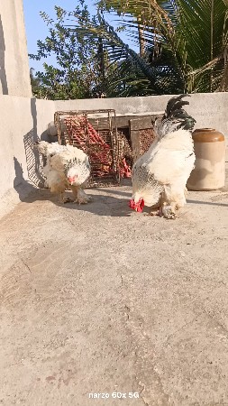 બ્રહ્મ મુર્ગા વેચવાના છે