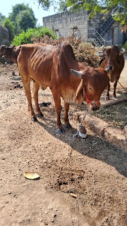 थंबनेल 2