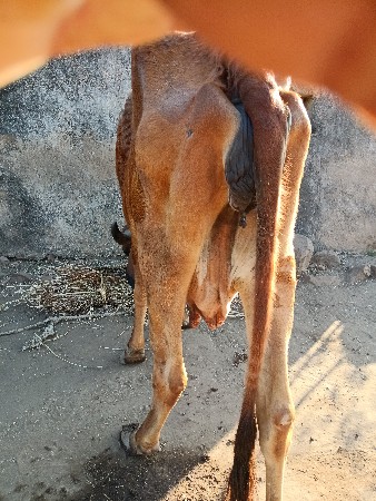 થંબનેલ 3