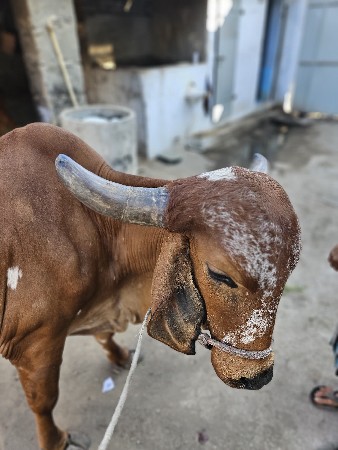 थंबनेल 3