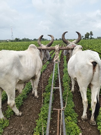 બળદ ની જોડ વેરવાની છે