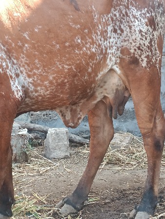 ગાય વેચવાની છે.