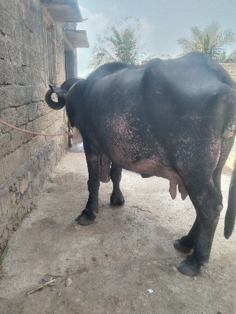 थंबनेल 2