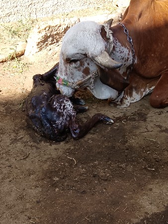 थंबनेल 2