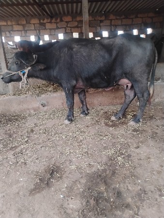 થંબનેલ 2