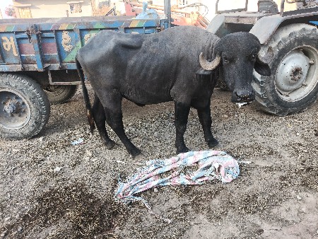 ખડેલી વેચવાની સે લેવી હોય તોજ