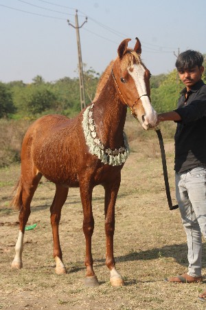 थंबनेल 3