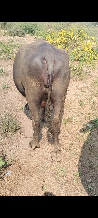 ભેંસ વેચવાની છે