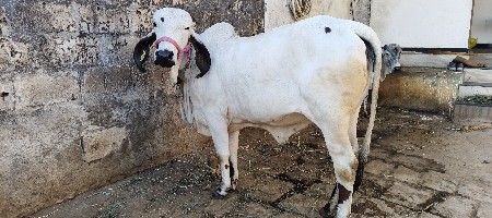 હોળકી વેસવાની સે