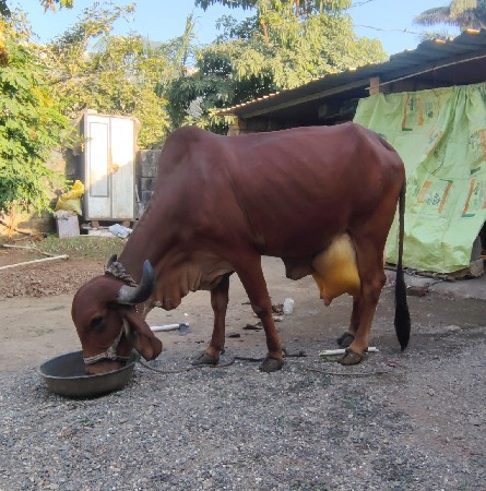 ગીર ગાય વેચવાની છે