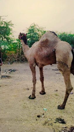 ગાડી નેઉટ