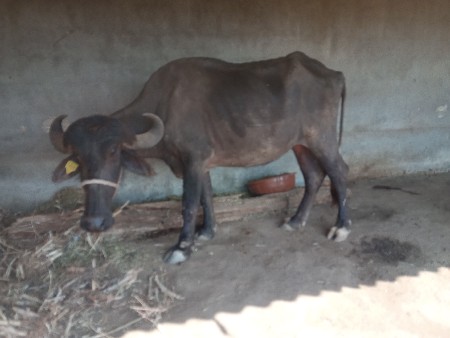 ખડેલીવેસવાનિસેસાડાતનવરસનીસે