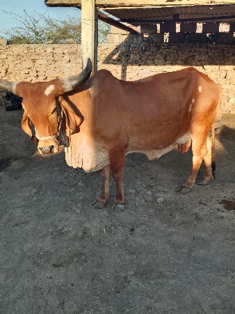 थंबनेल 2