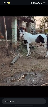 थंबनेल 2