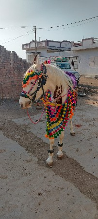 थंबनेल 3