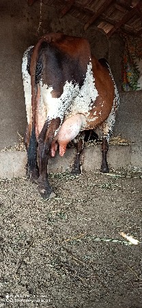 थंबनेल 3