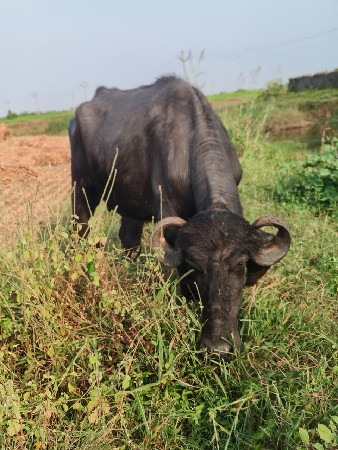 थंबनेल 3