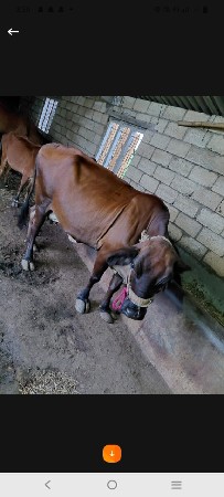 थंबनेल 3