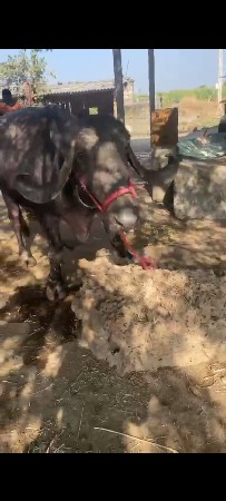 ભેંસ વેચવાની છે