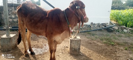 थंबनेल 2