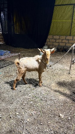 યમની બકરો ને તોતાપૂરી બકરો