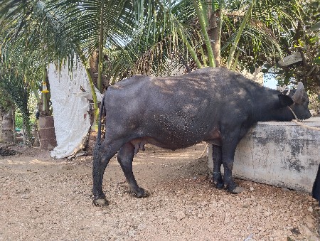 थंबनेल 2