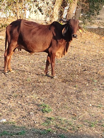 દેશી ગાય