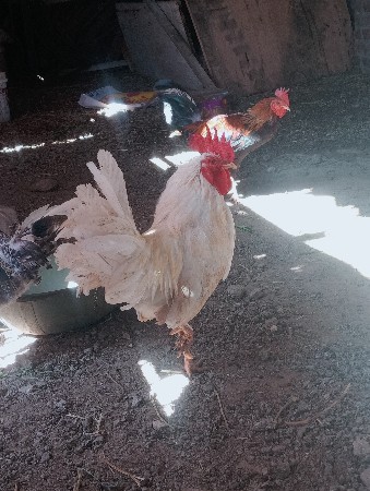 थंबनेल 3