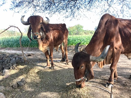 थंबनेल 2